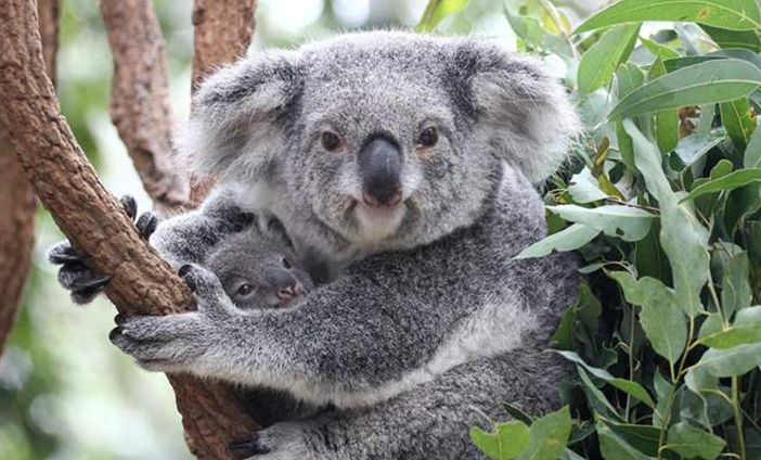 Visit-Lone-Pine-Koala-Sanctuary-with-KING-Rentalcars.jpg