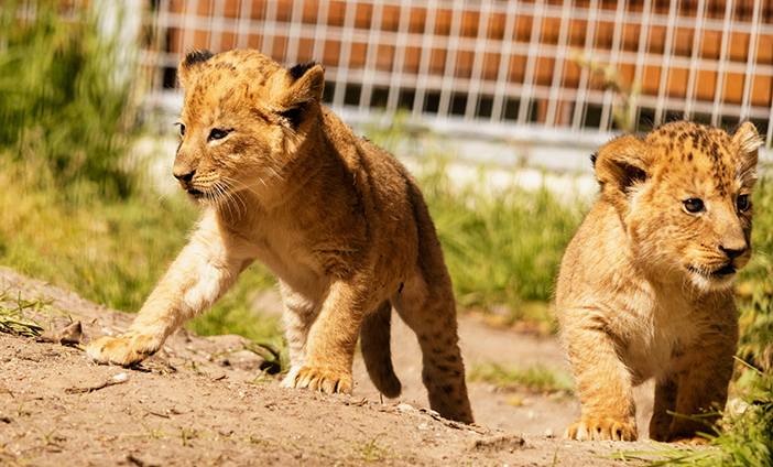 Visit-Taronga-Zoo-with-KING-Rentalcars.jpg